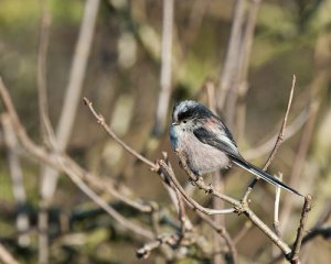 Long Tailed Tit