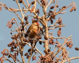 Redpoll