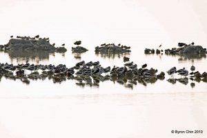 Naptime at the salt pond