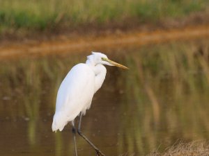 Intermediate Egret