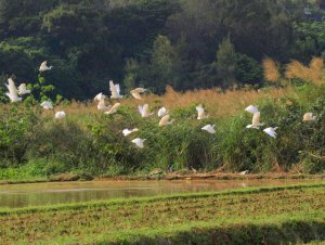 Groups of Egrets in flight