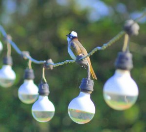 Chinese Bulbul