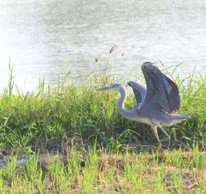 Heron just landed