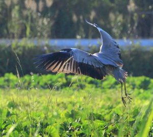 Heron and its beautiful wings