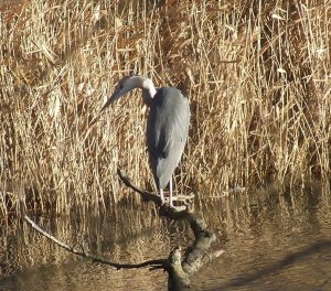 gray heron