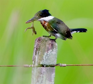 Green Kingfisher