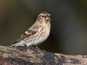 lesser redpolll