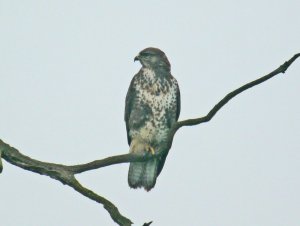 Buzzard