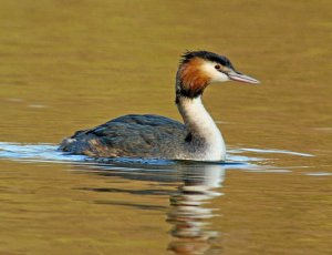 Great Crested Grebe