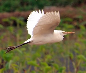 Flying Egret