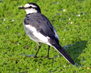 White Wagtail