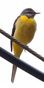 Grey Wagtail