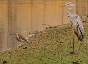 Grey heron and Chinese Pond Heron