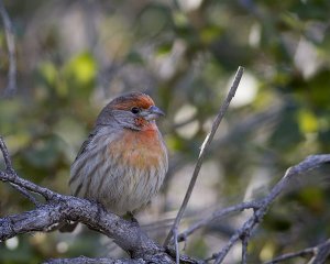 House Finch (male)