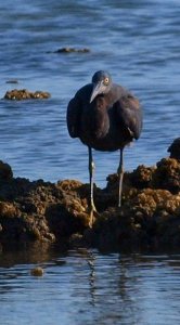 Pacific reef Egret