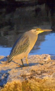 Green backed Heron