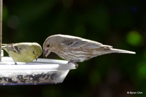 A tranquil snack