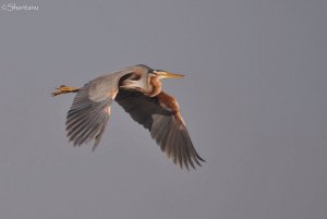 Purple heron in flight