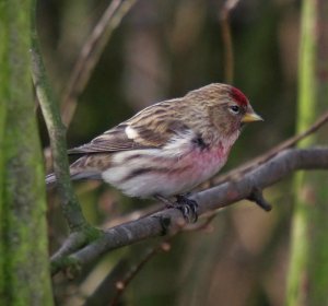 Redpoll