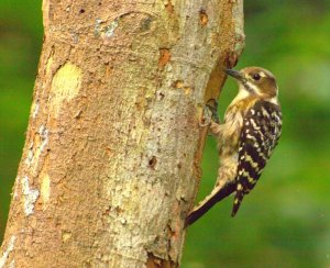 Japanese Pygmy Woodpecker