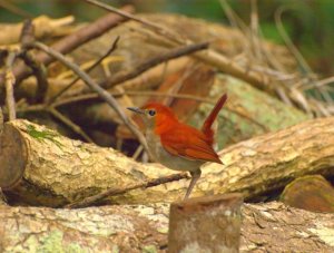 Okinawa Robin