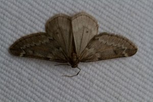 March_Moth