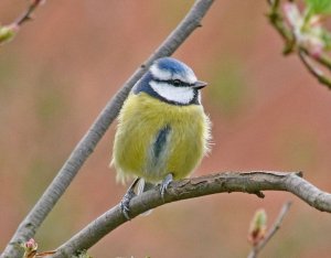 Blue Tit