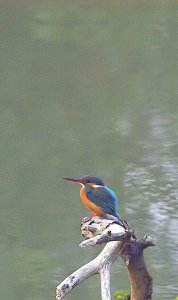 Common Kingfisher