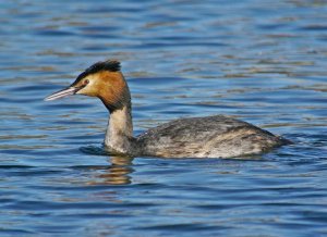 Great Crested Grebe