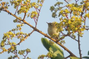 Please can anyone identify this little bird for me??