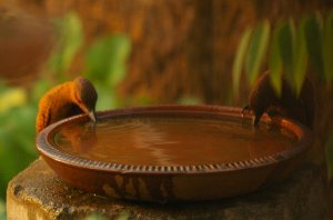 Two Rufous Woodpeckers enjoying a drink