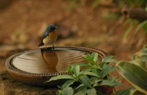 Tickell's Flycatcher enjoying a drink and a bath