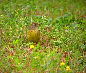 Palm Warbler