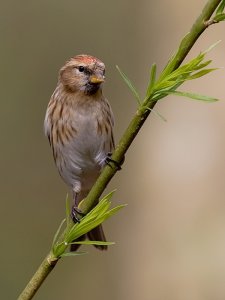 lesser redpolll