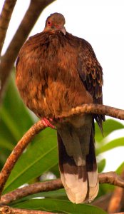 Oriental turtle Dove