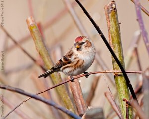 Redpoll in the sun