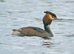 Great Crested Grebe