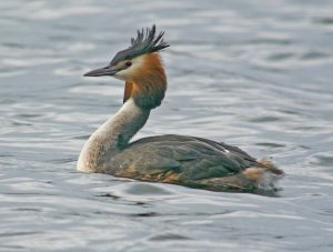 Great Crested Grebe