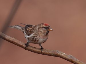 Lesser Redpoll