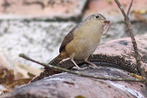 Southern House Wren with flatworm