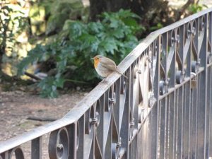 European Robin