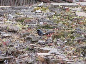 Black Redstart