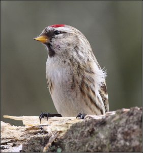 Redpoll - A Poll of sorts