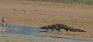Crocodile and Great Thick knee and River Lapwings