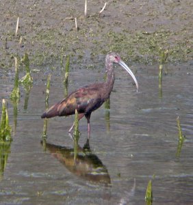 White-faced Ibis