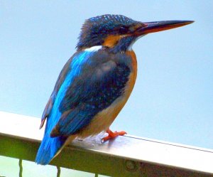 Common Kingfisher