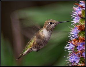 Anna's Humming Bird