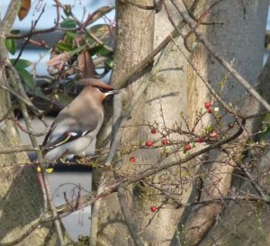 Waxwing