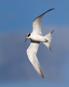 Foster's Tern