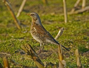 Fieldfare